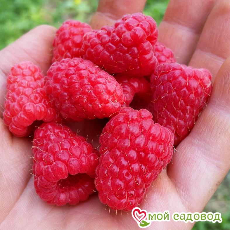 Малина Каскад Делайт