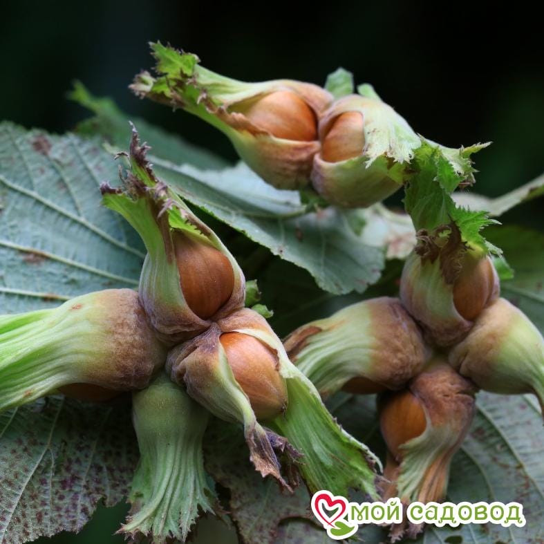 Фундук Анапский