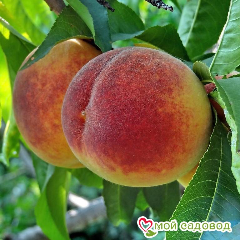 Персик Новоселковский