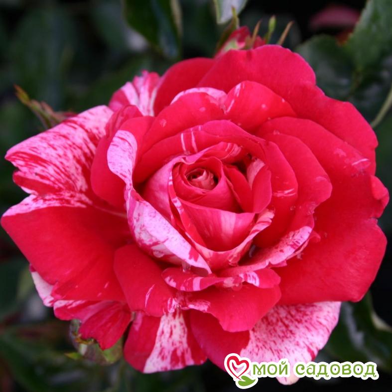 Роза чайно-гибридная Папагено