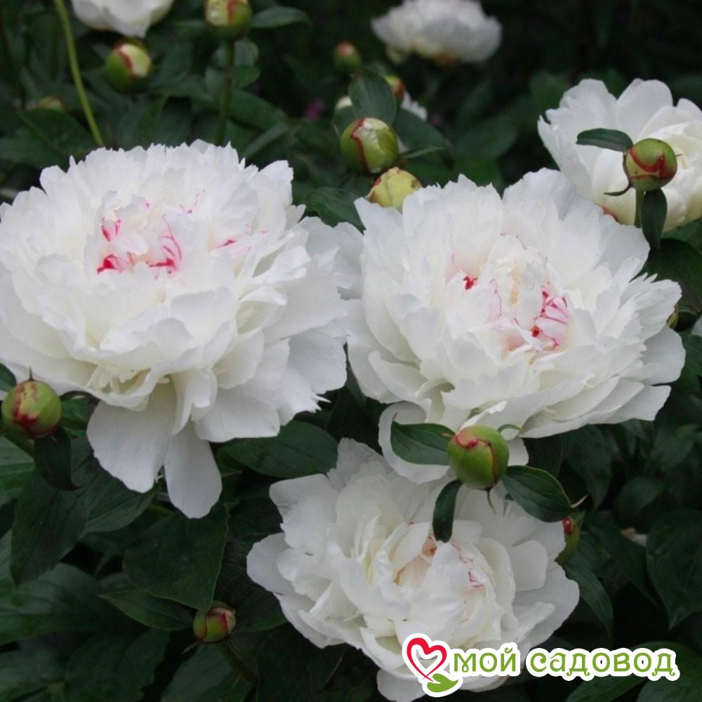 Пион Фестива Максима