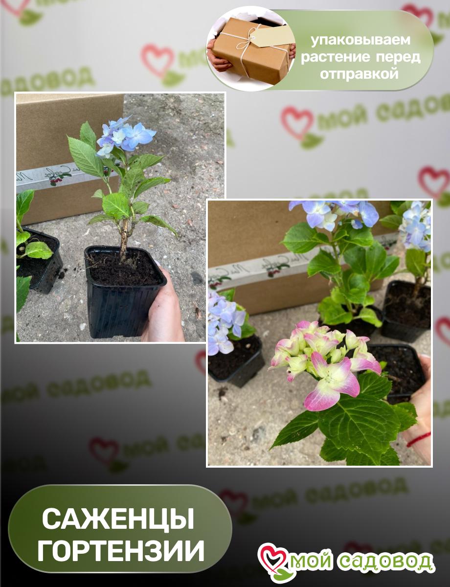 Гортензия крупнолистная Поп Стар Пинк ЗКС