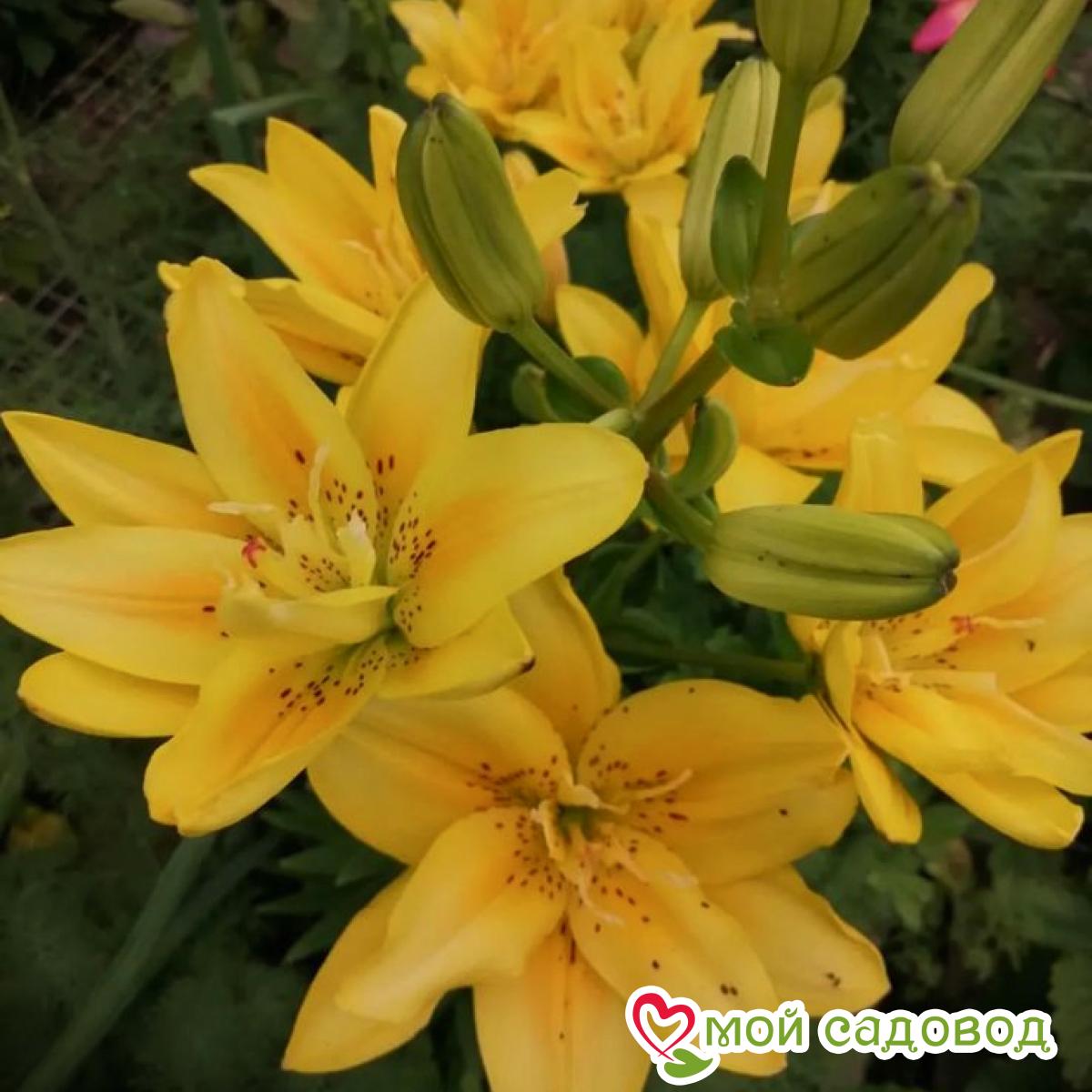 Лилия Сандью ЛА-гибрид